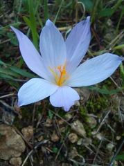 Crocus salzmannii