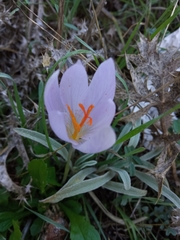Crocus salzmannii