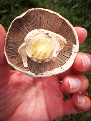 Agaricus