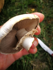 Agaricus