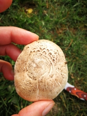 Agaricus