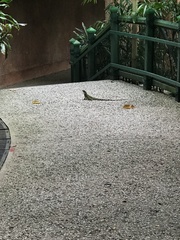 Physignathus cocincinus