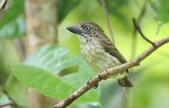 Pogoniulus scolopaceus