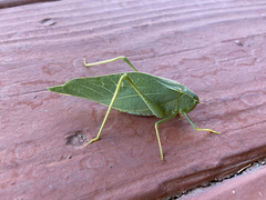 Microcentrum rhombifolium