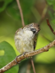 Pogoniulus scolopaceus