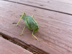 Microcentrum rhombifolium