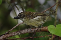 Pogoniulus scolopaceus