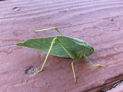 Microcentrum rhombifolium