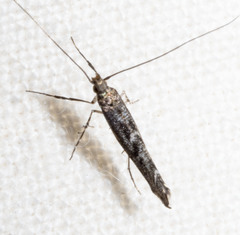 Neurobathra strigifinitella