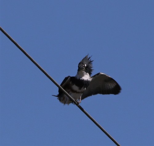 Belted Kingfisher photographed in Georgia