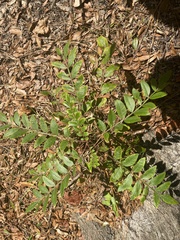 Rhus copallina image
