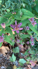 Tricyrtis formosana