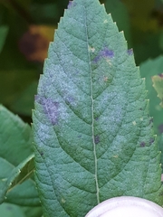 Podosphaera spiraeae