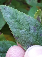 Podosphaera spiraeae