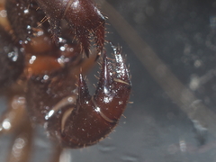 Thelyphonus caudatus