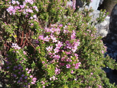 Agathosma odoratissima