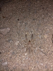Eremobatinae