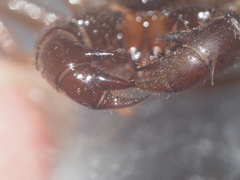 Thelyphonus caudatus