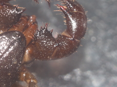 Thelyphonus caudatus