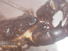 Thelyphonus caudatus