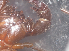 Thelyphonus caudatus