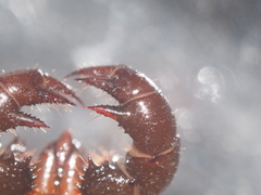 Thelyphonus caudatus