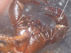 Thelyphonus caudatus