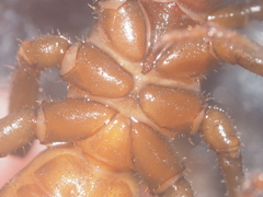 Thelyphonus caudatus