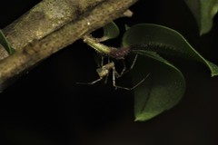 Chrysso lingchuanensis