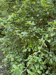 Eumachia microdon