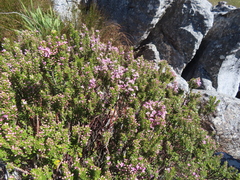 Agathosma odoratissima