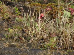 Juncus falcatus