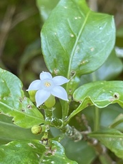 Eumachia microdon
