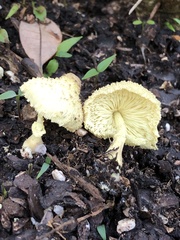 Fungi