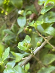 Eumachia microdon