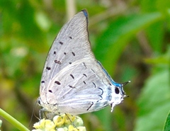 Pseudolycaena damo