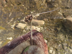 Juncus falcatus