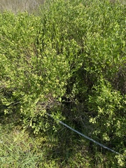 Baccharis angustifolia