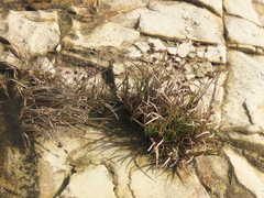 Juncus falcatus