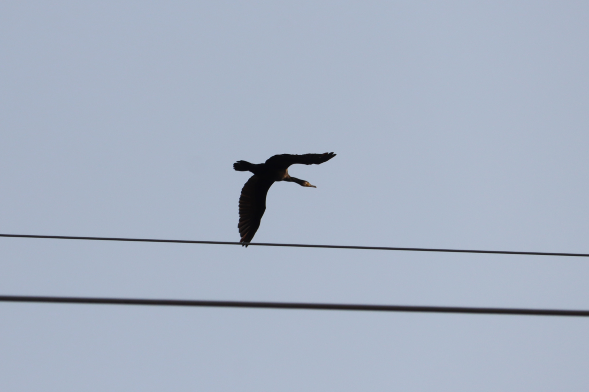 Great Cormorant