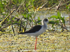 Himantopus himantopus