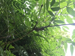 Batocera rubus