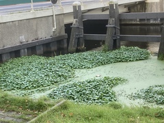 Hydrocotyle ranunculoides
