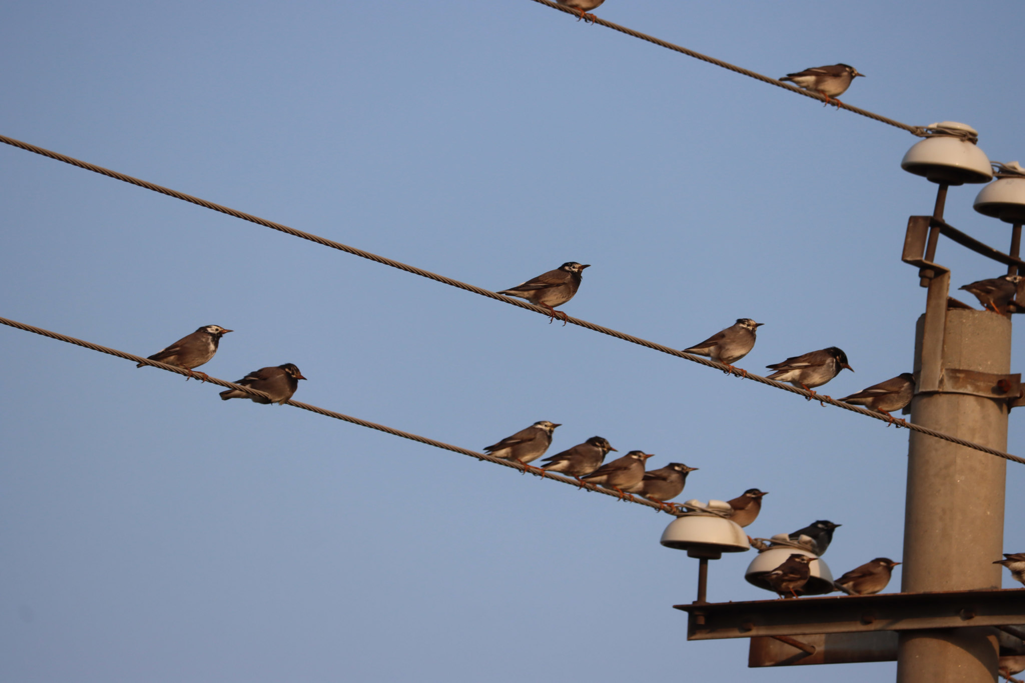 White-cheeked Starling
