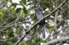 Horizocerus hartlaubi