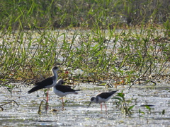 Himantopus himantopus