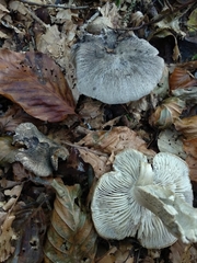 Tricholoma squarrulosum