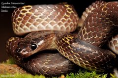 Lycodon travancoricus