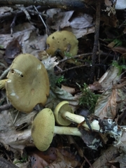 Cortinarius venetus