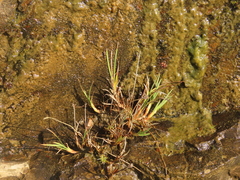 Juncus falcatus